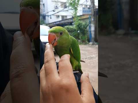 angry adorable parrot🦜#tiktok #art #pets #pet #petlovers #birds #lovebirds #beautiful #nature #short