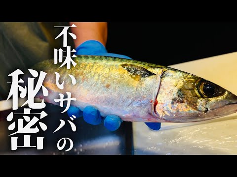 不味い鯖（サバ）の見分け方とその秘密をお話しします。