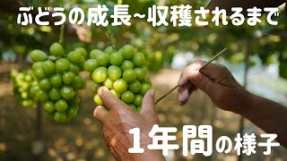 ぶどうの栽培！ぶどうが出来上がるまでの１年間に密着。How grapes are grown