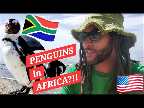 PENGUINS IN AFRICA?? CAPE OF GOOD HOPE SHOCKS 😲 AMERICAN! 🇿🇦 @JustinPooreVlog