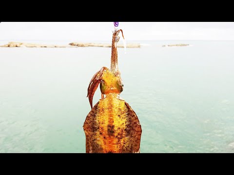 エギングで夏のイカを狙う！ミノーで魚も狙ってみる。