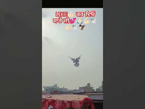 #pigeon#kabootar#viralvideo#tranding#pigeons#kabutarstatus#bird#music#pigeonloves#kabuterbaaz#like