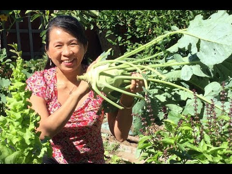 How To Make Chicken Kohlrabi Salad Goi Ga Su Hao Vietnamese Food Recipes Home Garden