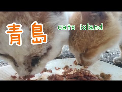 餌を食べてる動画です一部のマニア向けThis is a video of them just eating food. For some enthusiasts.【青島】【夏休み2024】【猫島巡り】