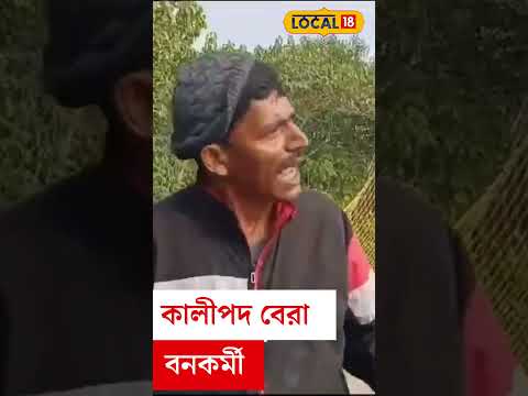 Viral Video: চোখের সামনে বিশাল বাঘ দেখেই লাঠি উঁচিয়ে তেড়ে ‌গেলেন কালীপদ! তারপর... #local18shorts