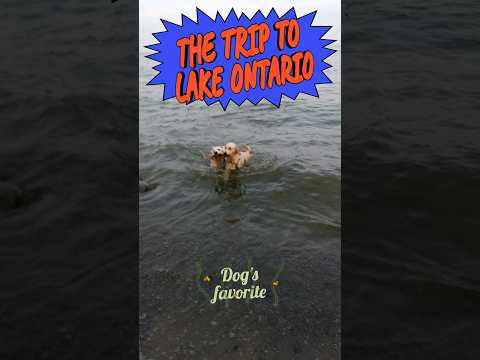 Dogs swim in lake Ontario @GabieCocoMarmora #dog #goldenretriever #dogwalk #lakeontario