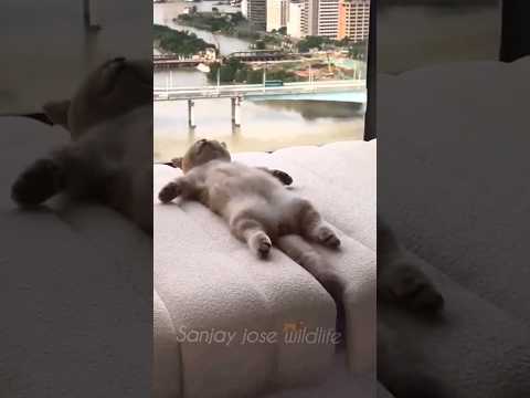 sleepy kitten 🐈 funny cat #shorts #shorts #shortvideo #shortsfeed   #kittensleeping #catsleeping