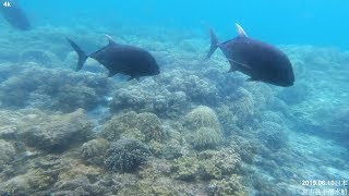 日本沖繩之旅~宮古島~半潛水式水中觀賞艷麗熱帶魚，享受海上風光和神祕海底世界 4k