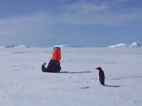 本当は怖いペンギン