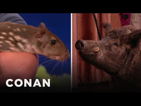 Animal Expert David Mizejewski: Paca & Russian Wild Boar | CONAN on TBS