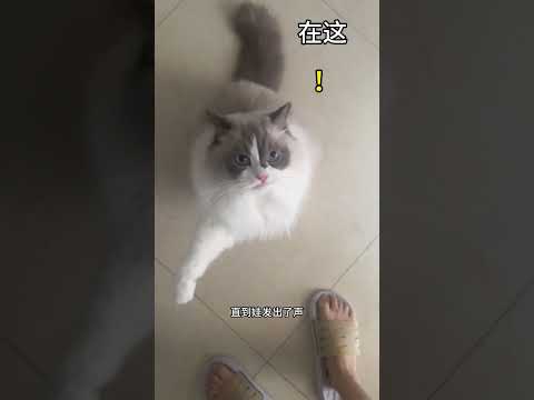 抱走人类幼崽，我家猫把我围堵了… #猫和孩子