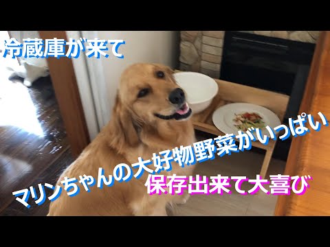 ６月９日業務用冷蔵庫がT&N Diningに仲間入り、愛犬マリンもなぜか大喜び畑で採れたたくさんの野菜が保存できるからかな？マリンちゃんは野菜が大好き、これから新鮮野菜がいっぱい食べれるよ