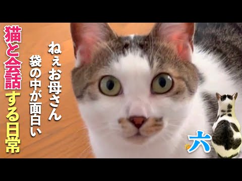 [猫と会話する日常] 今日も六は私を「お母さん」と呼ぶ。袋で遊んでいた愛猫が… | [生まれ変わりの猫] 六 (Roku)