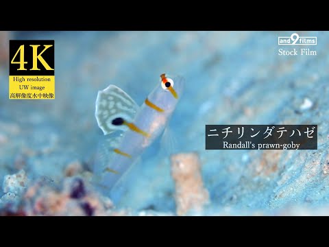 【4K 水中映像】ニチリンダテハゼ / Randall's prawn-goby/ Amblyeleotris randalli