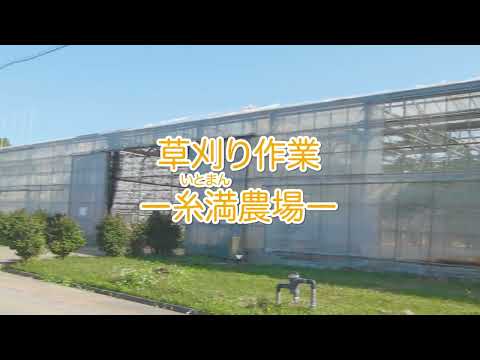 草刈り作業｜糸満（いとまん）農場