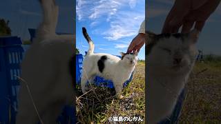 たまにハート柄に見える猫  #shorts #short #猫 #cat #猫島