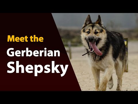 Meet the Gerberian Shepsky: 2 minutes of Canine Charm