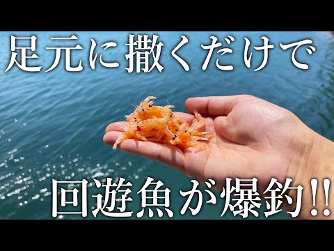 【難しい仕掛けは不要！】針と糸だけで青物や高級魚まで釣れるオキアミみゃく釣りがスゴい