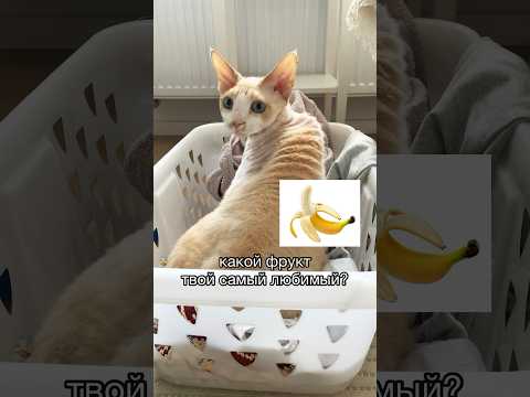 Какой фрукт твой самые любимый? #котики #bestvideo #cute #ileocat #др #fun #лето #subscribe #врек