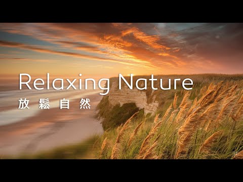 放鬆音樂Relaxing Music｜微風輕拂金色草浪，遙望無垠海景，心靈隨之舒展