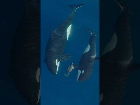 Look how much bigger the Orcas are than the dolphin! #nature #orca #epic