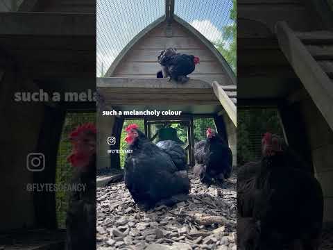 The Private Lives of the Featheringtons #funnychickenvideos