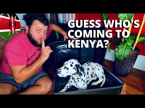 C'mon 🇰🇪 KENYA - It shouldn't be this hard!  | Kenya Airways service animal planning!