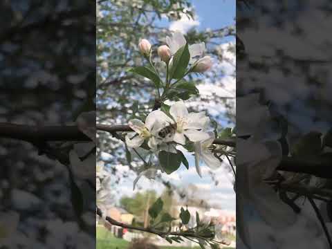 Pollinators hard at work 🐝 #urbanfarm #shorts #pollinations #homestead #appletree