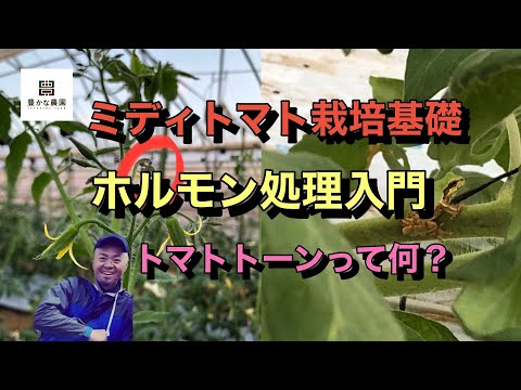 【豊かな農園12】ミディトマト 液肥のやり方 ホルモン処理の仕方 初期の芯どまり・メガネ茎発生時の整枝、潅水の考え方