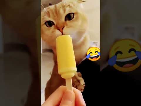 #funny #cat #video #cute #viral #shortvideo #shorts