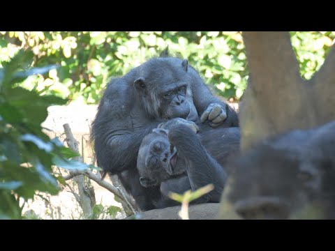 Tamae loves Yoshiz!　Yokohama Zoo Zoorasia Chimpanzee 202412