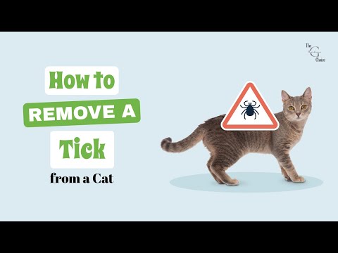 How to Remove a Tick from Your Cat in 3 Easy Steps | The Guardians Choice