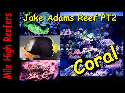 Jake Adams Reef Tank Pt2 Livestock