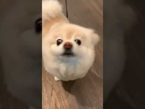 Cute Dog #cute #dog #short #youtubeshorts #youtubevideo #ytshorts