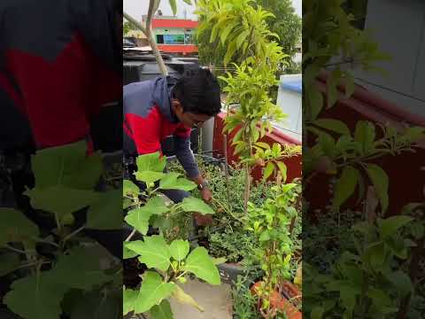 leafy vegetables harvest 🤗