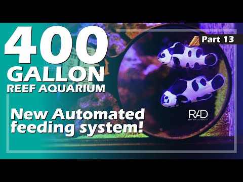 400 GALLON AQUARIUM AT FJ PROPS. FEATURING A NEW FEEDING SYSTEM BY REEF AQUARIA DESIGN. PART 13.