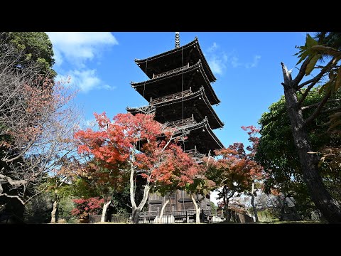 備前・備中の紅葉を求めて　五重塔と紅葉／備中国分寺