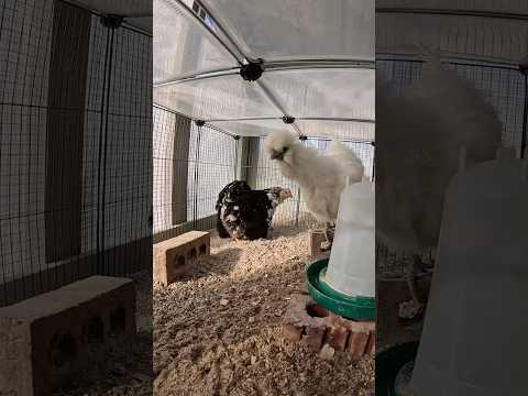 The brood crew are explaining why I should let them out of this small cage 🤣