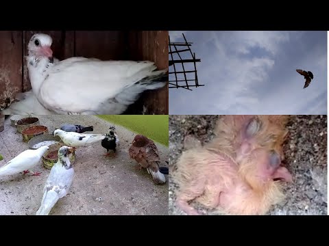 Bad News | Karna Pura Chicks Update | Sold 10 Pigeons | New Chicks Update In Tamil | Pet Pigeon