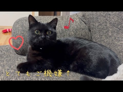 普段ツンデレな黒猫さんが、珍しくとても甘えんぼな日の様子がこちらです