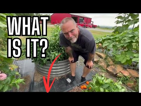 We Couldn't Believe What We Found In Our Raised Bed Garden!  Cleaning Up After Hurricane Beryl Rain