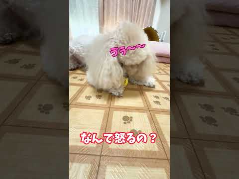 おやつをもらって怒る犬！【姉犬ララ】#shorts