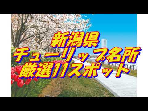 17【新潟県】チューリップの名所＜11選＞