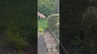 max in the garden #cockapoopuppy #dog #puppy #cute #fluffy #cutepet #adorabledog #maxthedog