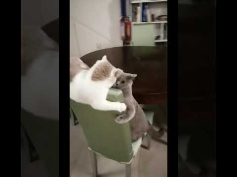 🐱💖💥 Cats Funny Fight #cat #catfunny #catvideo #cats #funnycats #catsfighting #catlover #catvideos