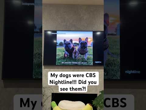 Did you see my dogs on CBS Nightline?!?