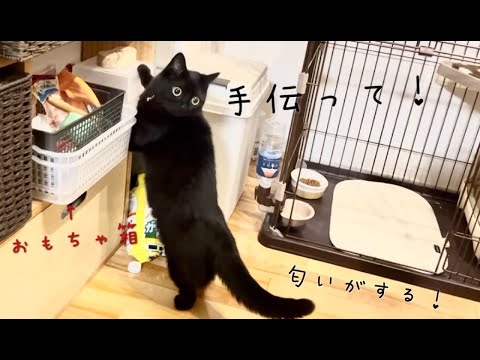 探し物を手伝ってほしい感じを出している黒猫