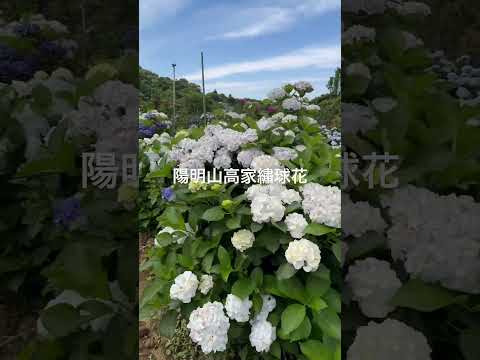 陽明山五月繡球花