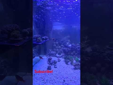 Feeding Reef Tank #reef #saltwateraquarium #reefkeeping #reef2reef