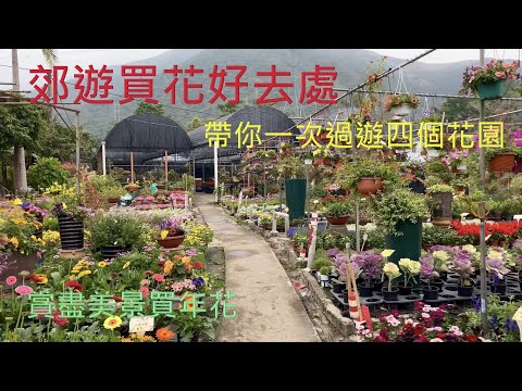 郊遊買花好去處 - 買年花 -  {種花篇 Gardening}